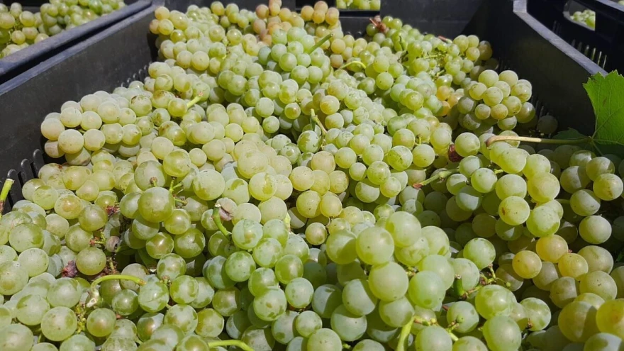 Grožđe
