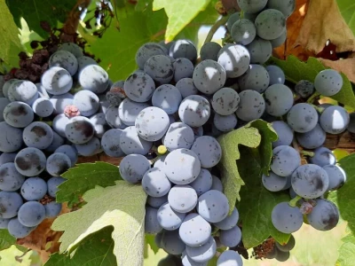 Dobar prinos groždja u Kraljevim vinogradima, foto: M. Lazarević