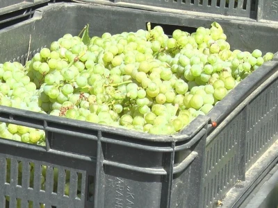 Dobar prinos groždja u Kraljevim vinogradima, foto: M. Lazarević