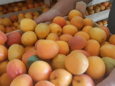 Dobar prinos kajsije ali cena nije opravdala očekivanja, foto: M. Lazarević
