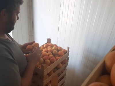 Dobar prinos kajsije ali cena nije opravdala očekivanja, foto: M. Lazarević