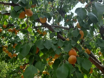 Dobar prinos kajsije ali cena nije opravdala očekivanja, foto: M. Lazarević
