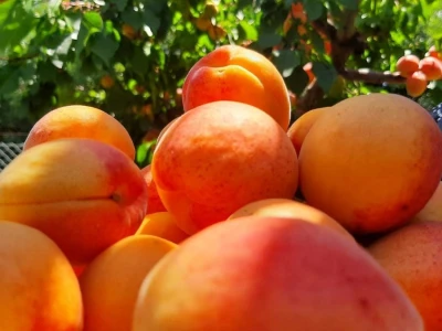 Dobar prinos kajsije ali cena nije opravdala očekivanja, foto: M. Lazarević