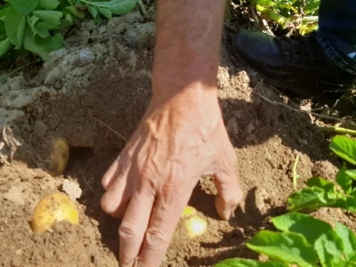 Dobra godina za krompir u okolini Topole, foto: M. Lazarević