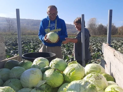 Dobra godina za proizvodjace kupusa, foto: M. Lazarević
