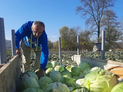 Dobra godina za proizvodjace kupusa, foto: M. Lazarević