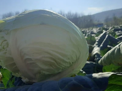 Dobra godina za proizvodjace kupusa, foto: M. Lazarević