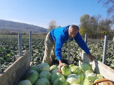 Dobra godina za proizvodjace kupusa, foto: M. Lazarević