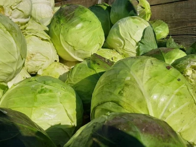 Dobra godina za proizvodjace kupusa, foto: M. Lazarević