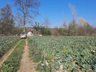 Dobra godina za proizvodjace kupusa, foto: M. Lazarević