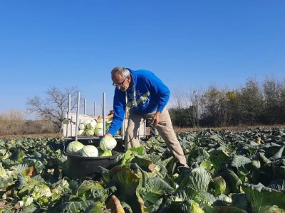 Dobra godina za proizvodjace kupusa, foto: M. Lazarević