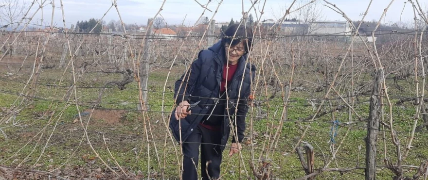 Orezivanje vinograda