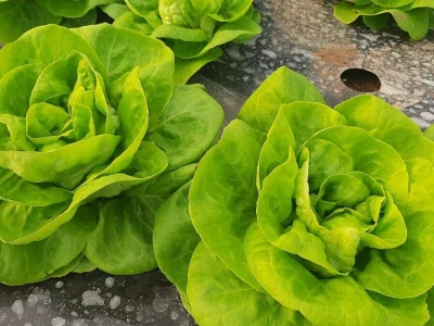 Dobra zarada od zelene salate, foto: M. Lazarević