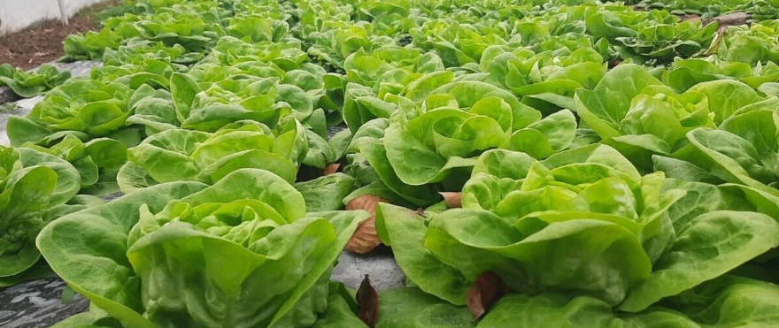 Zelena salata u plasetniku