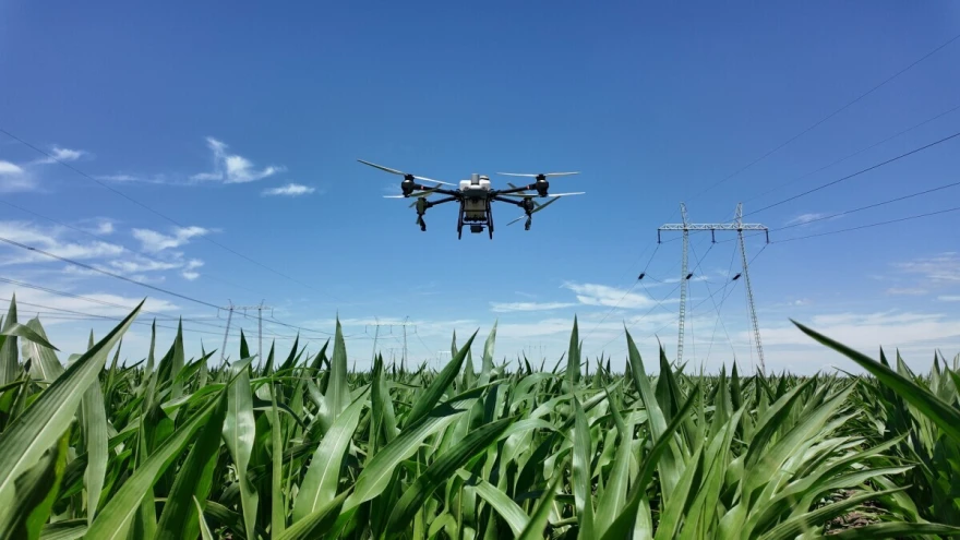 Dron iznad kukuruza