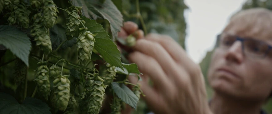 film pivo