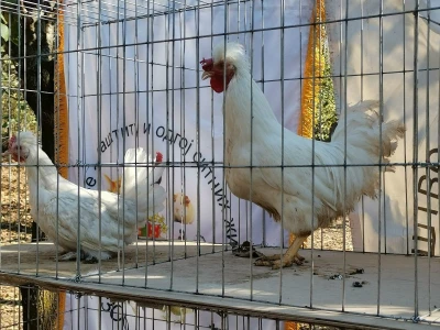 Domaća autohtona živina važan resurs Srbije