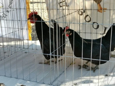 Domaća autohtona živina važan resurs Srbije