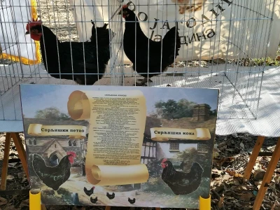 Domaća autohtona živina važan resurs Srbije