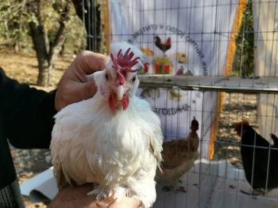 Domaća autohtona živina važan resurs Srbije