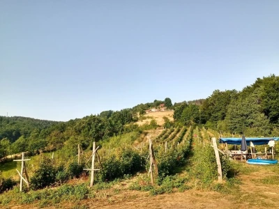 Dopisnik u malinama