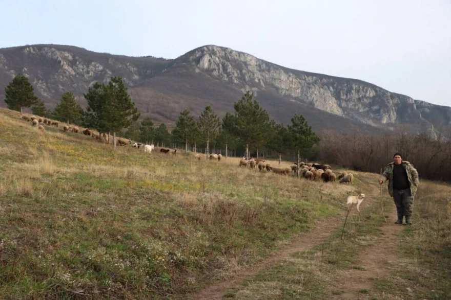 Đorđe Pajkić i ovce