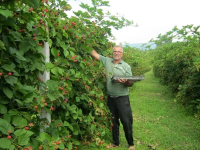 Dragiša Stojilković
