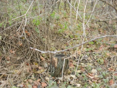 Posle sečenja vaoćaka za ogrev, ostaju panjevi i šiblje