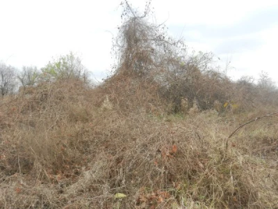 U Srbiji ima 400.000 ha zaparloženih njiva
