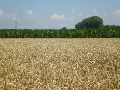 Kraj žetve