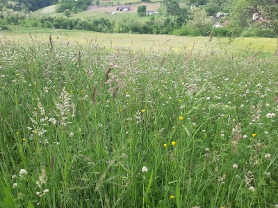 Đubrenjem livada dobija se kvalitetnije seno