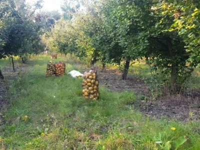 Dunje
