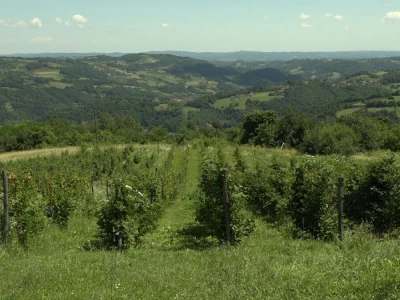 "Džemara" osvaja tržište
