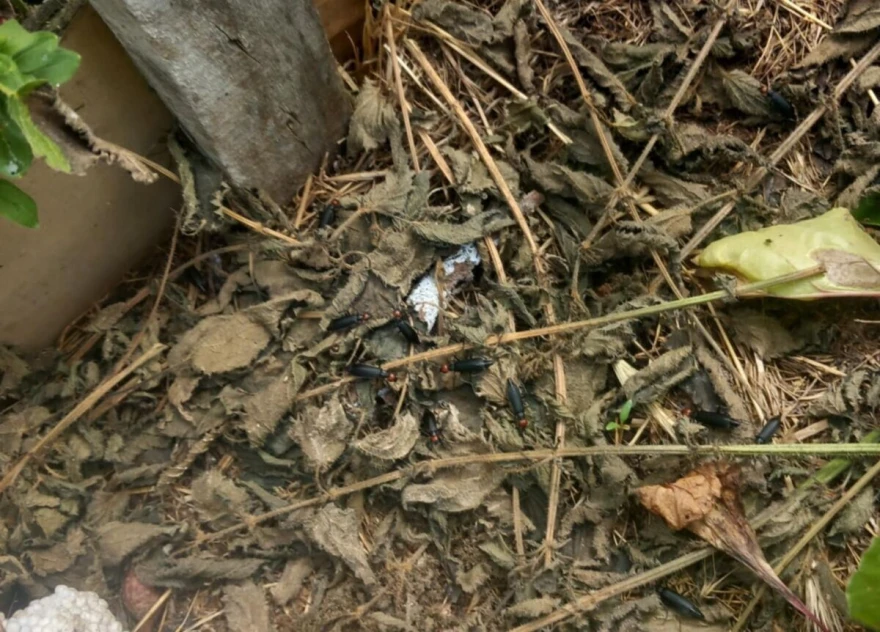 Epicauta rufidorsum