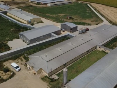 Eutanazija svinja, Hrtkovci