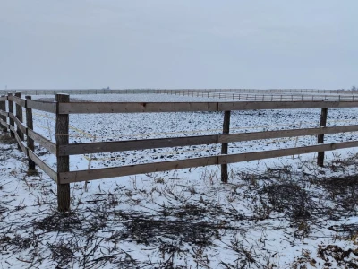 Farma angus goveda, Novi Slankamen