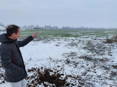 Farma angus goveda, Novi Slankamen
