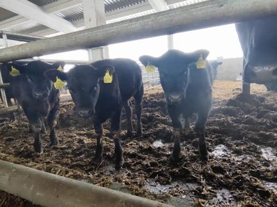 Farma angus goveda, Novi Slankamen