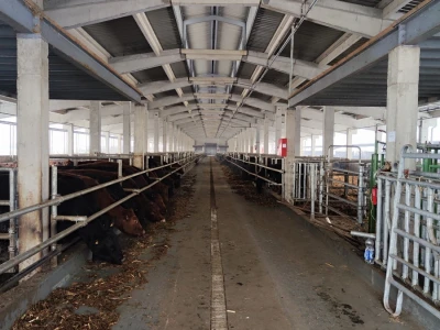 Farma angus goveda, Novi Slankamen
