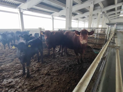 Farma angus goveda, Novi Slankamen
