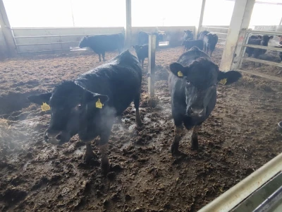 Farma angus goveda, Novi Slankamen