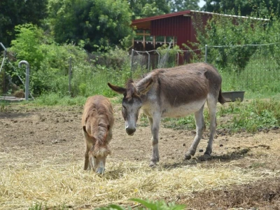 Farma domaćeg balkanskog magarca u srcu Šumadije
