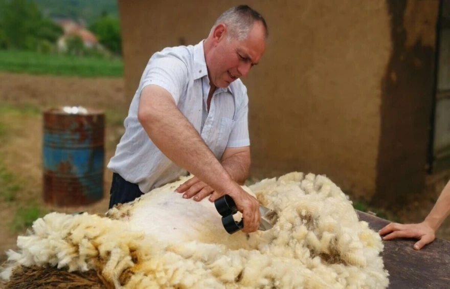 &Scaron;i&scaron;anje ovce