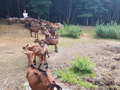 Farma koza "Saradu"