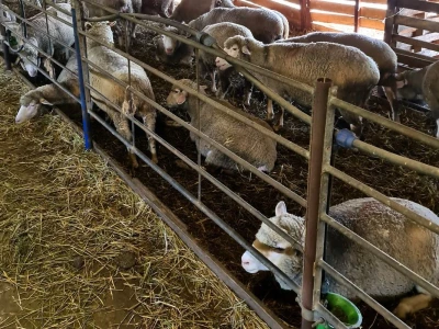 Farma ovaca "TDM-beee"
