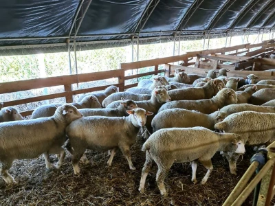 Farma ovaca "TDM-beee"