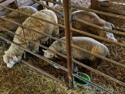 Farma ovaca "TDM-beee"