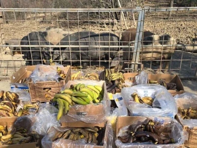 Farma svinja u Radovanju