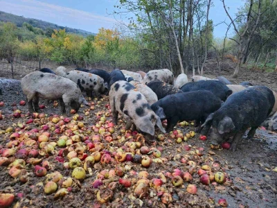 Farma svinja u Radovanju