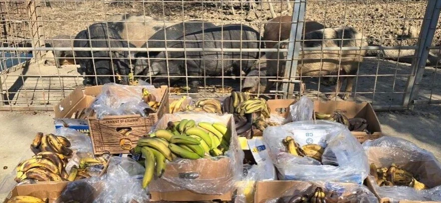 Svinje i banane